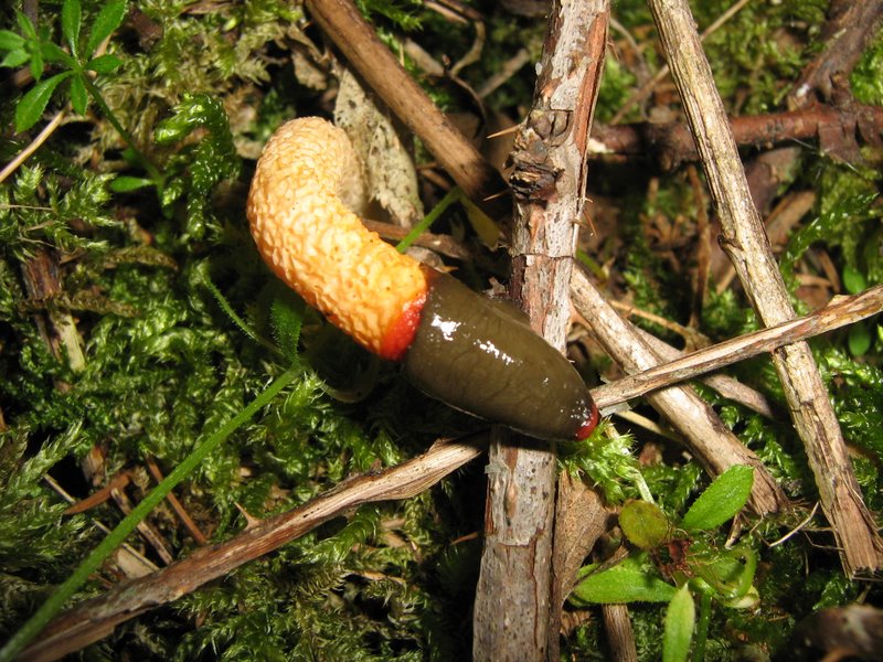 Funghi da Le Piastre